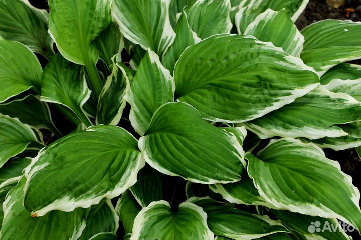 Хоста растение