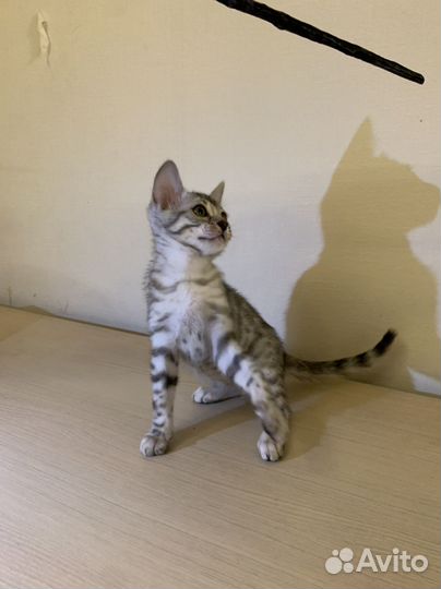 Бенгальские котята