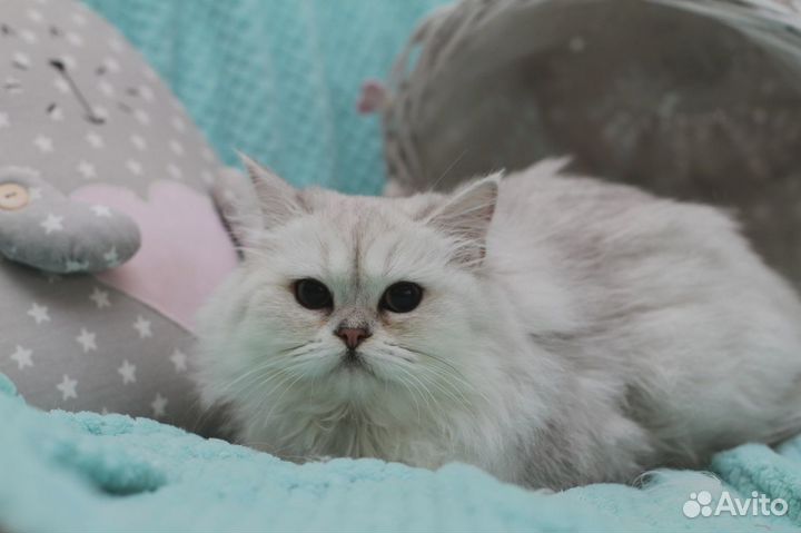 Скоттиш-фолд, серебристая, золотая шиншилла отдам