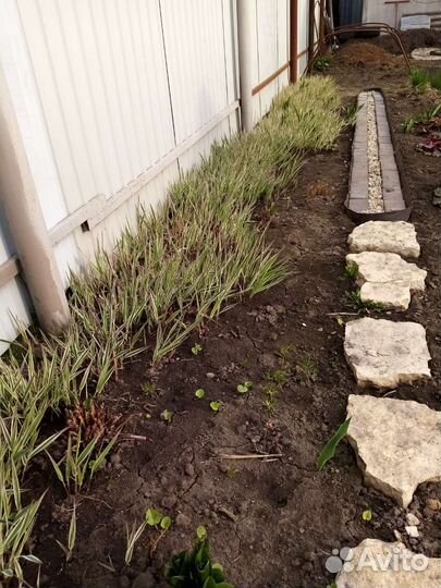 Фалярис Тростниковый