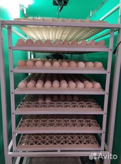 Цыплята бройлера