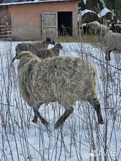 Бараны на племя