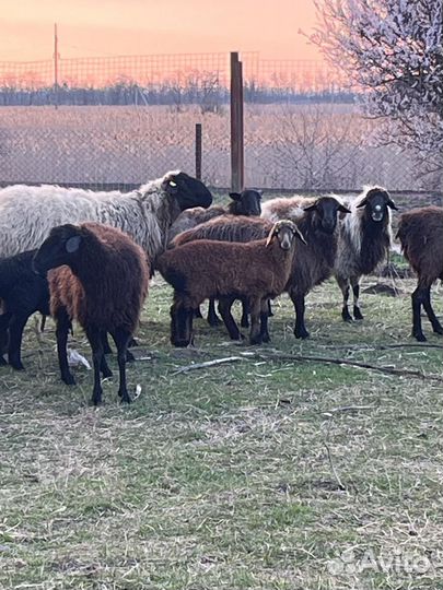 Овцы,Ягнята,Баран
