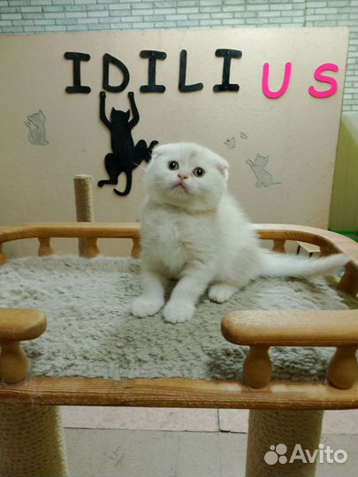 Вислоухий шотландец