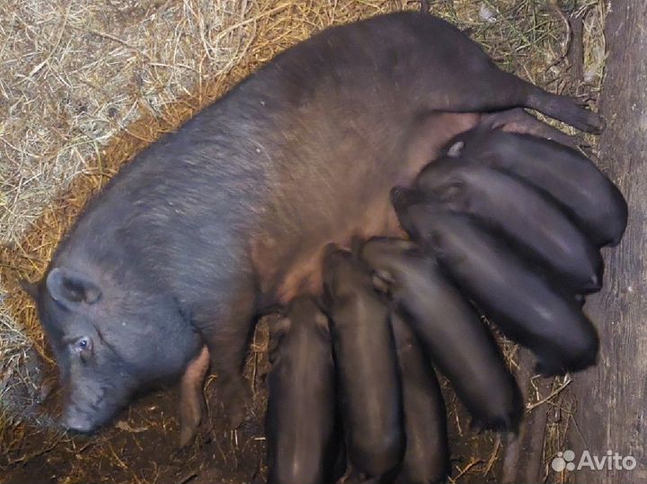 Вьетнамские вислобрюхие поросята