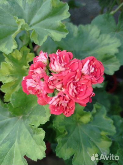 Сортовые пеларгонии (герани)