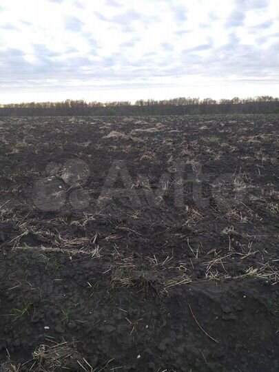 Участок 52,4 сот. (ИЖС)