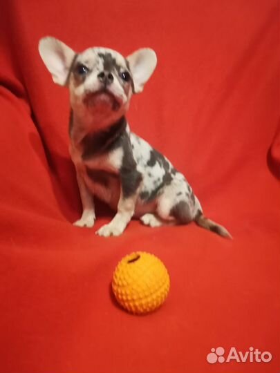 Чихуахуа(голубое мерле)