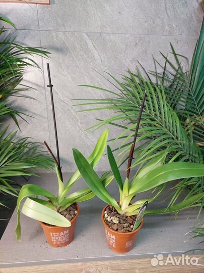 Орхидея Paph America Hub Short d 12