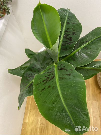 Банан киевский карлик