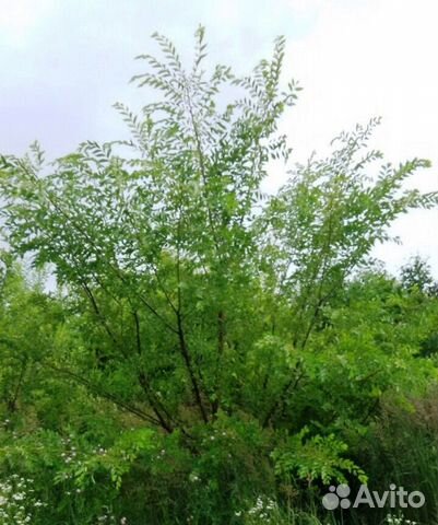Саженцы Вяз мелколистный Ulmus parvifolia