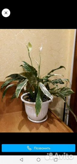 Спатифиллум Домино.Джемени.Манстера Альба