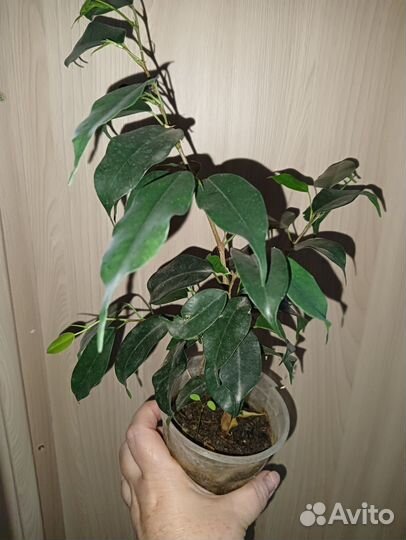 Фикус бенджамина