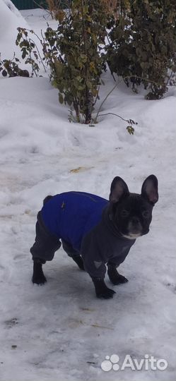 Одежда для средних собак