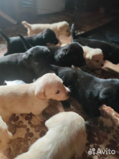Щенки лабрадора ретривера