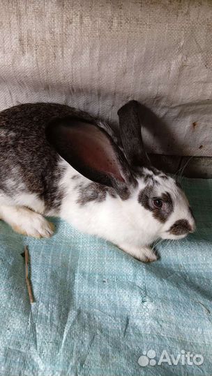 Кролики мясных пород