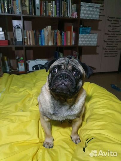 Вязка мопса