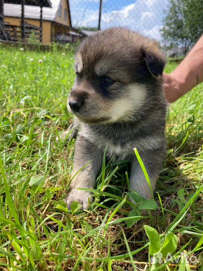 Щенки хаски