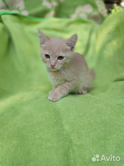 Персиковый котик в дар