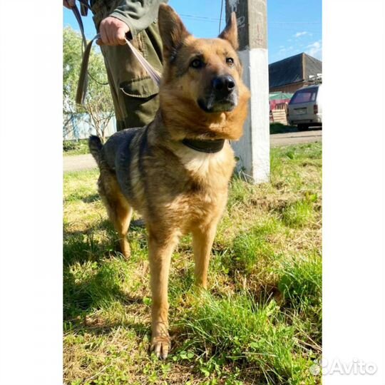 Собака стерильная отдам, метис