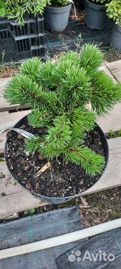 Сосна Якобсен