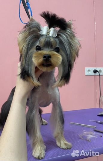 Стрижка собак, профессиональный груминг