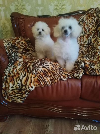 Девочка Красотка Той-Пудель