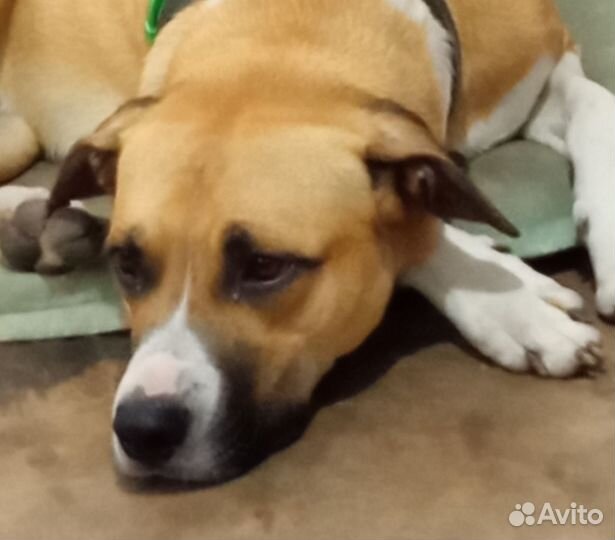 Стаффорд вязка