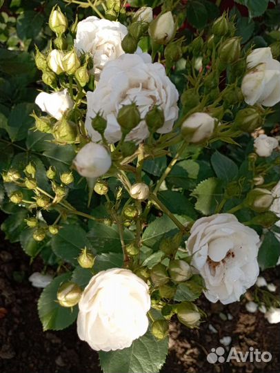 Роза плетистая,шрабы,спреи, почвопокровные