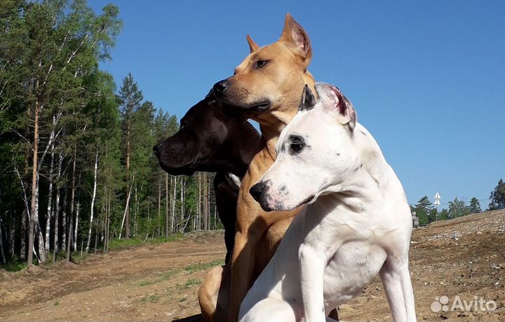 Дрессировка и воспитание собак