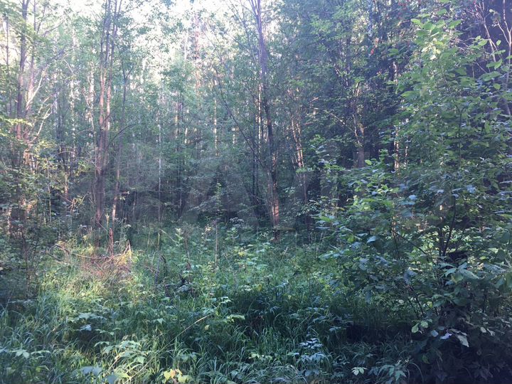 Участок 8 сот. (СНТ, ДНП)