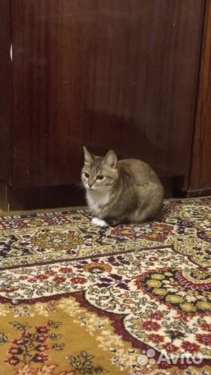 Кошки в добрые руки бесплатно