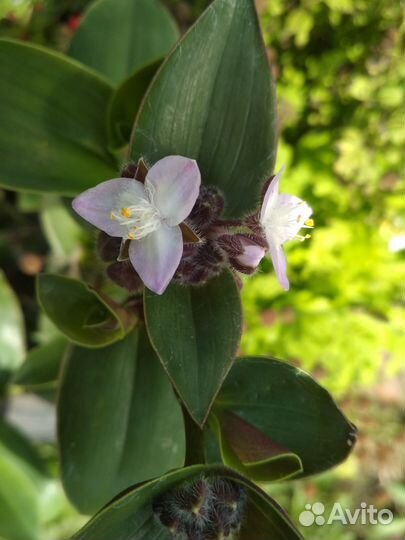 Традесканция нануок