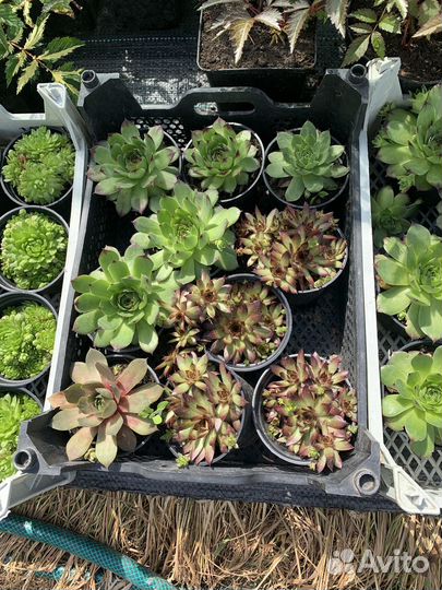 Молодило каменная роза