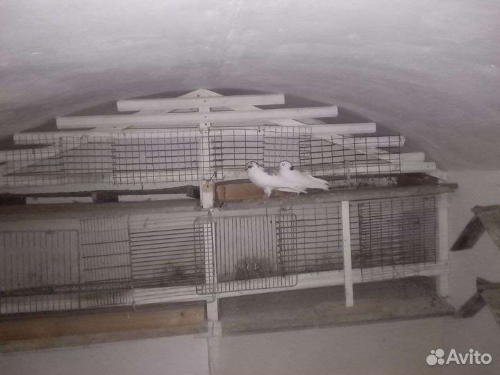 Голуби на мероприятия