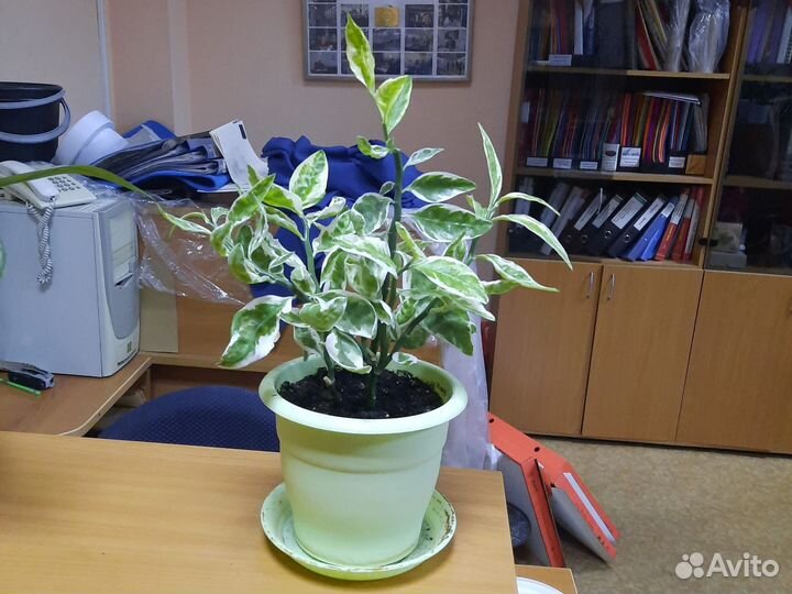 Педилантус