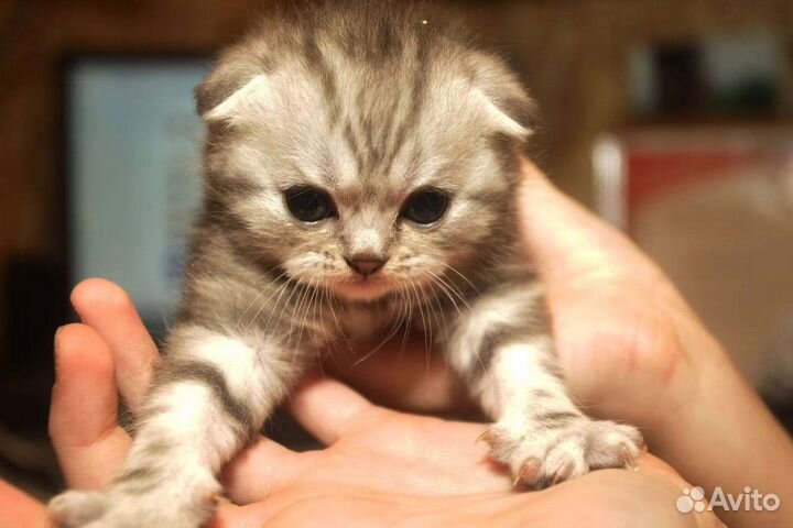 Шотландский, длина шерстный Кот Ищет подружку