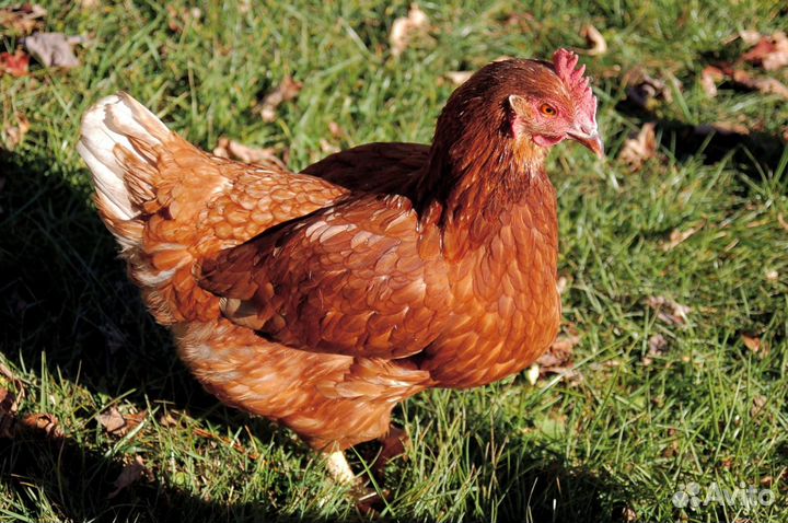 Куры несушки с доставкой