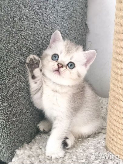 Шотландские очаровашки ;)