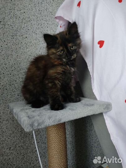 Котёнок девочка