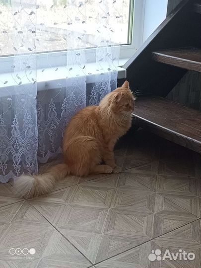 Кошка в дар