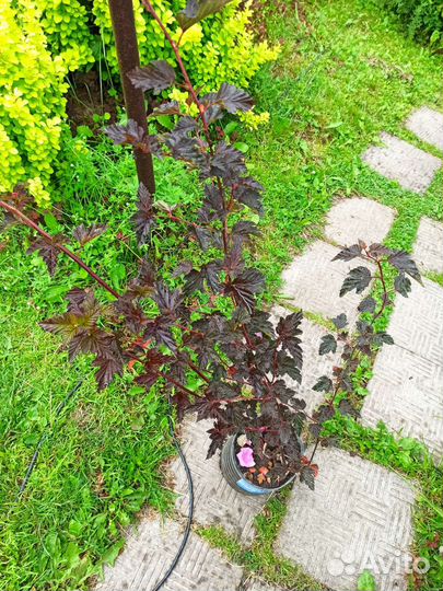 Пузыреплодник diablo