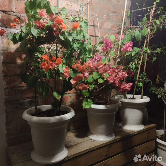 Продаётся Бугенвиллея