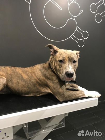 Стрижка собак и кошек с выездом на дом