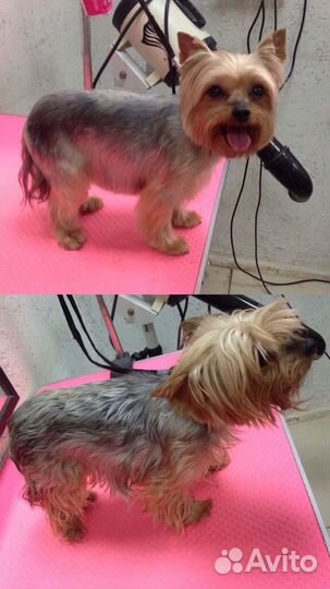 Грумер на мжк