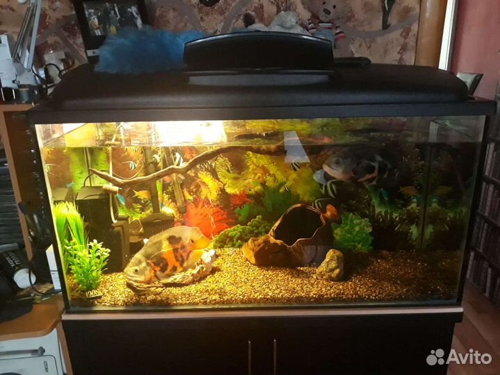 Аквариум 200 литров с тумбой