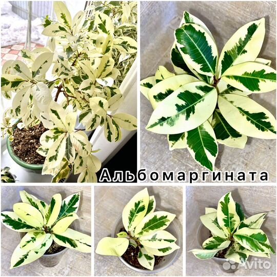 Редкие сорта фикусов (часть 6)
