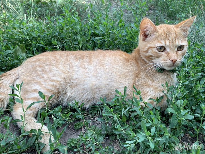 Кошечка в добрые руки)