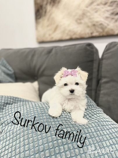 Мини. Мальтийская болонка. Мальтезе. РКФ
