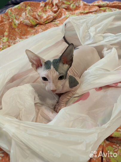 Донской сфинкс